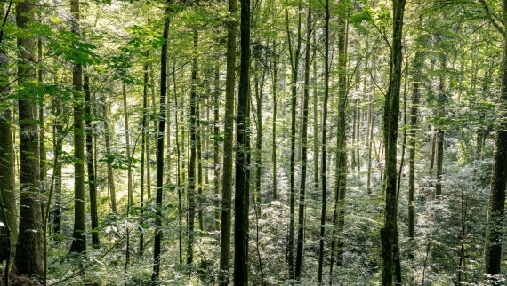 Nettoyer avec de l'eau - comment Geberit AquaClean aide à économiser du bois Nettoyer avec de l'eau - comment Geberit AquaClean aide à économiser du bois