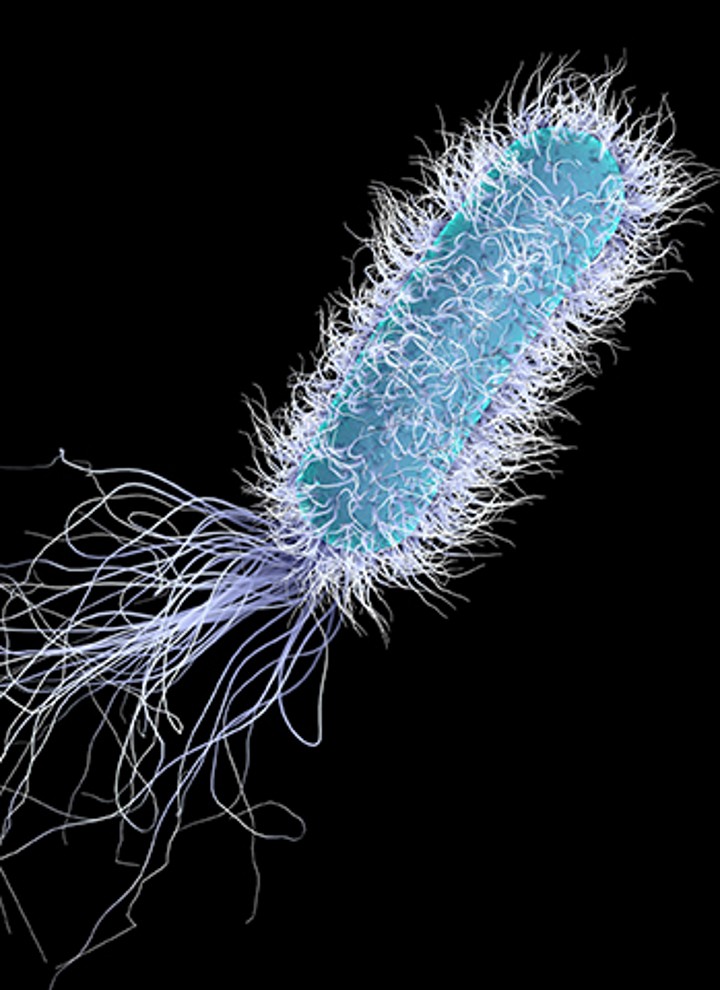 Legionella onder de microscoop