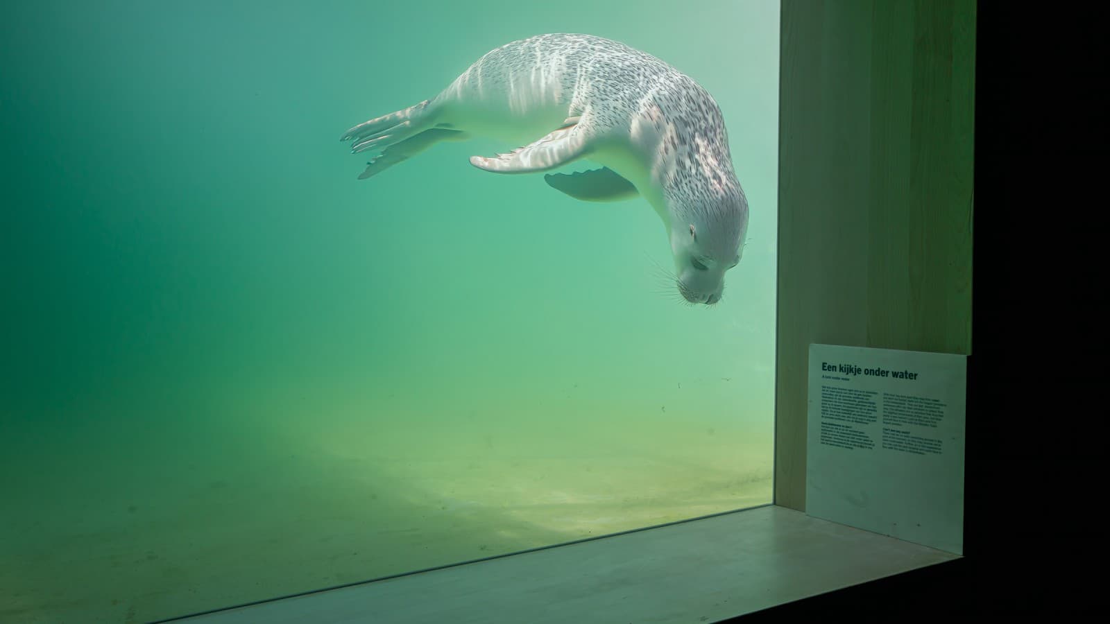 Gewonde of zieke dieren moeten zo snel mogelijk weer terug kunnen zwemmen naar hun natuurlijke habitat (© Tjeerd Visser) Gewonde of zieke dieren moeten zo snel mogelijk weer terug kunnen zwemmen naar hun natuurlijke habitat (© Tjeerd Visser)